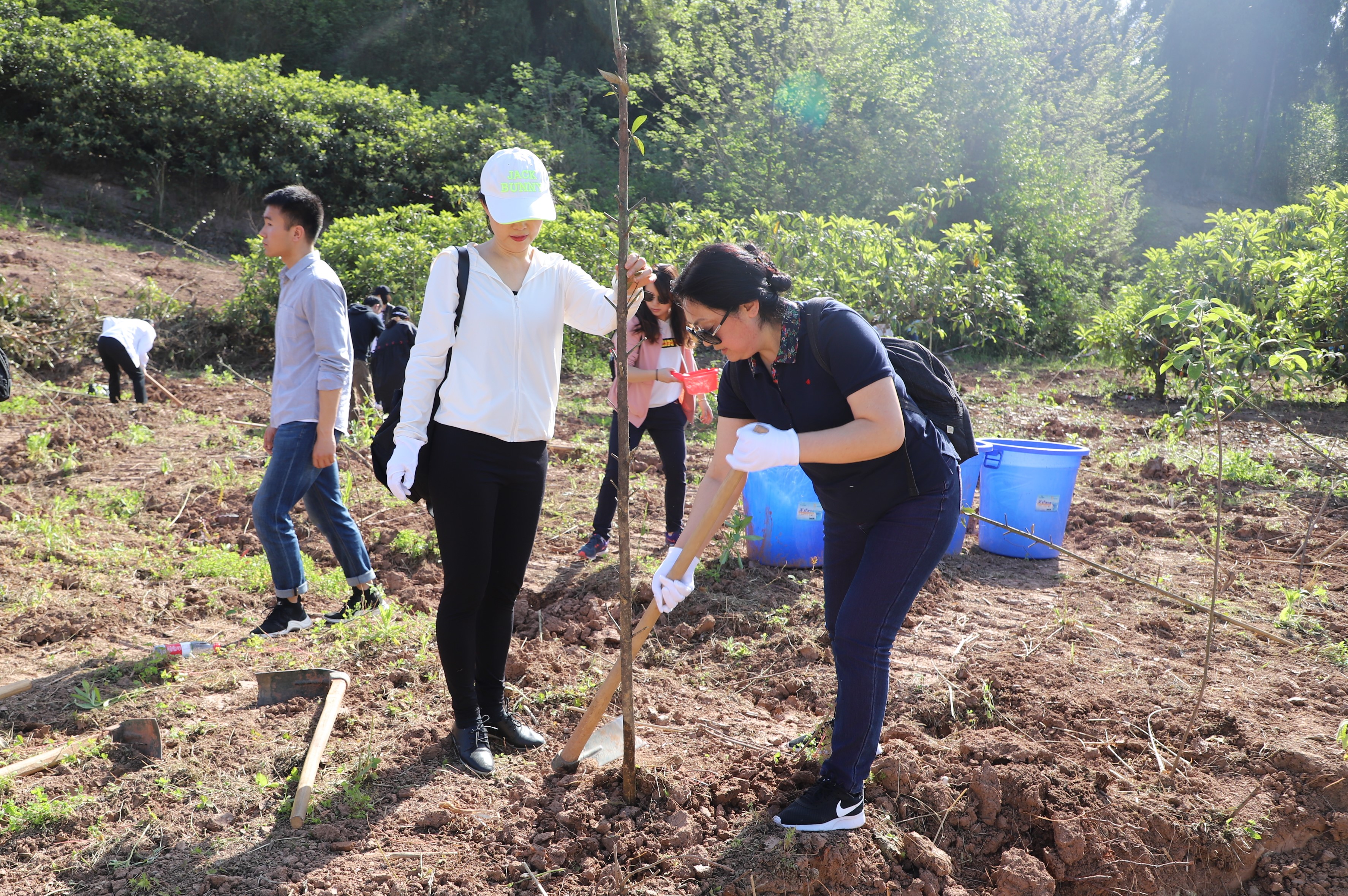 老师种树 (2)